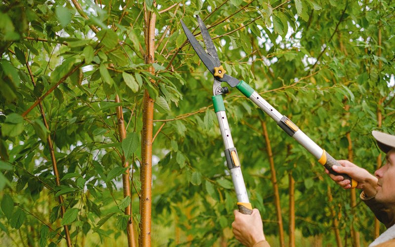 Tree trimming in Hartley, IA